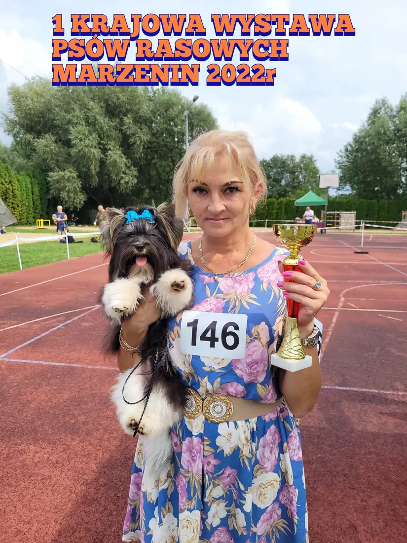 Zwycięski yorkshire terrier z pucharem — I Krajowa Wystawa Psów Rasowych w Marzeninie